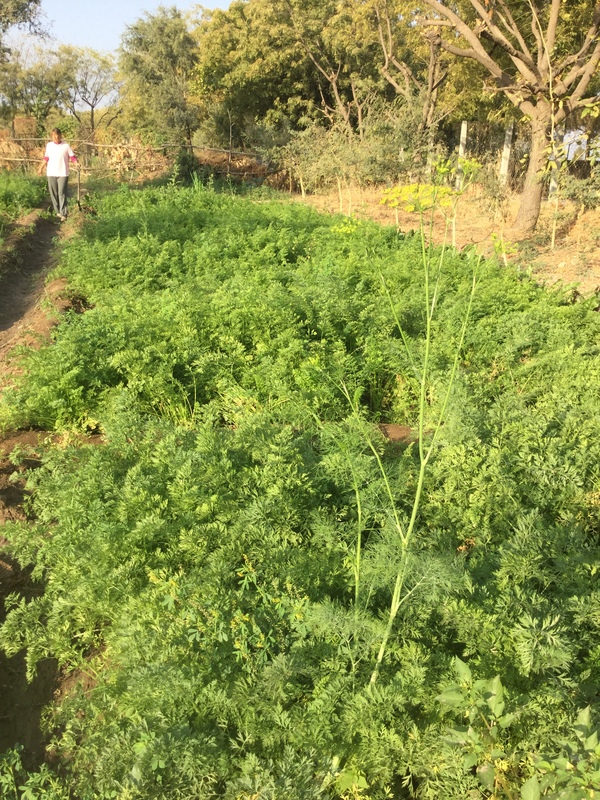 why oh why did we plant so many carrots 600
